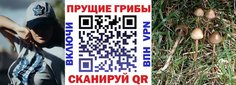 Псилоцибиновые грибы Cubensis  где продают   Элиста 